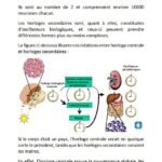 Ebook_Optimisation_Rythmes_Bio_2